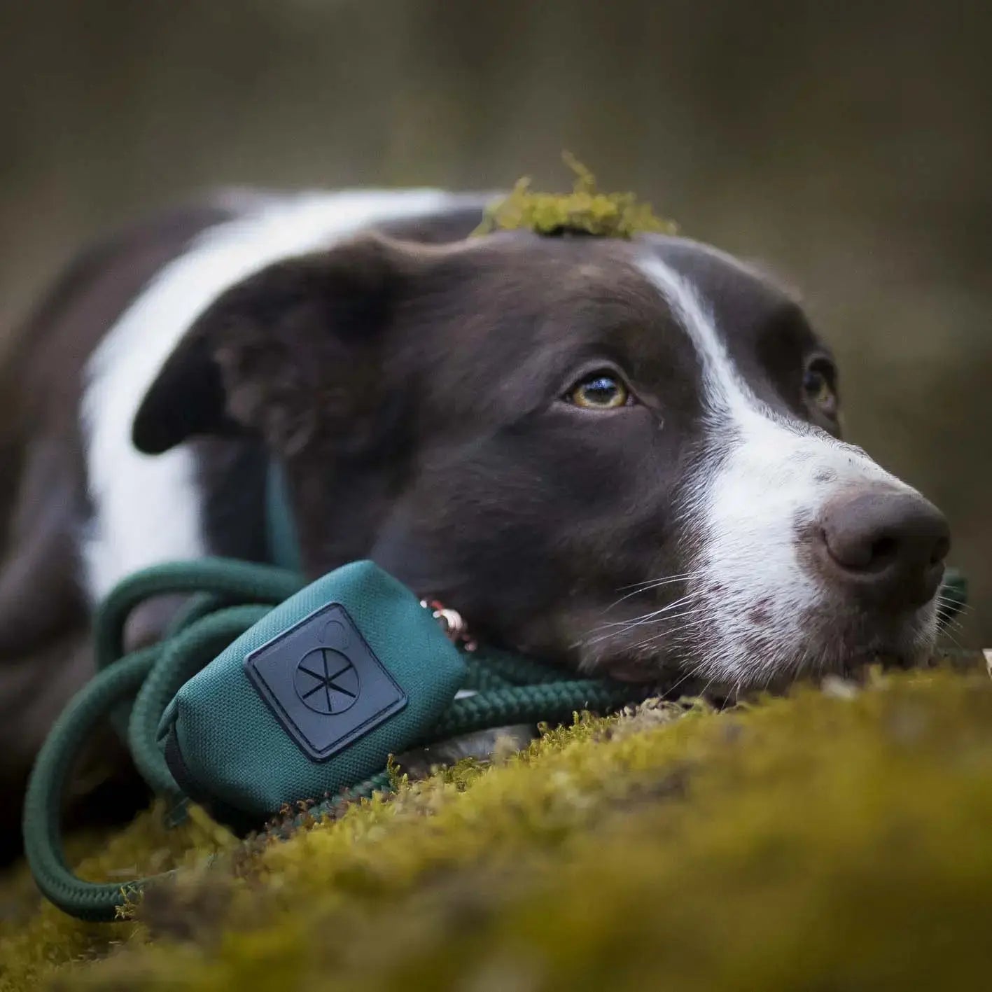 Etui na woreczki, butelkowa zieleń / born to be wild... DOG BURA