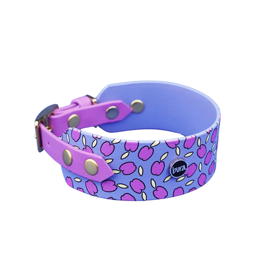 Obroża dla Charta na sprzączkę, Śliweczki / niebiesko-lawendowy BURA