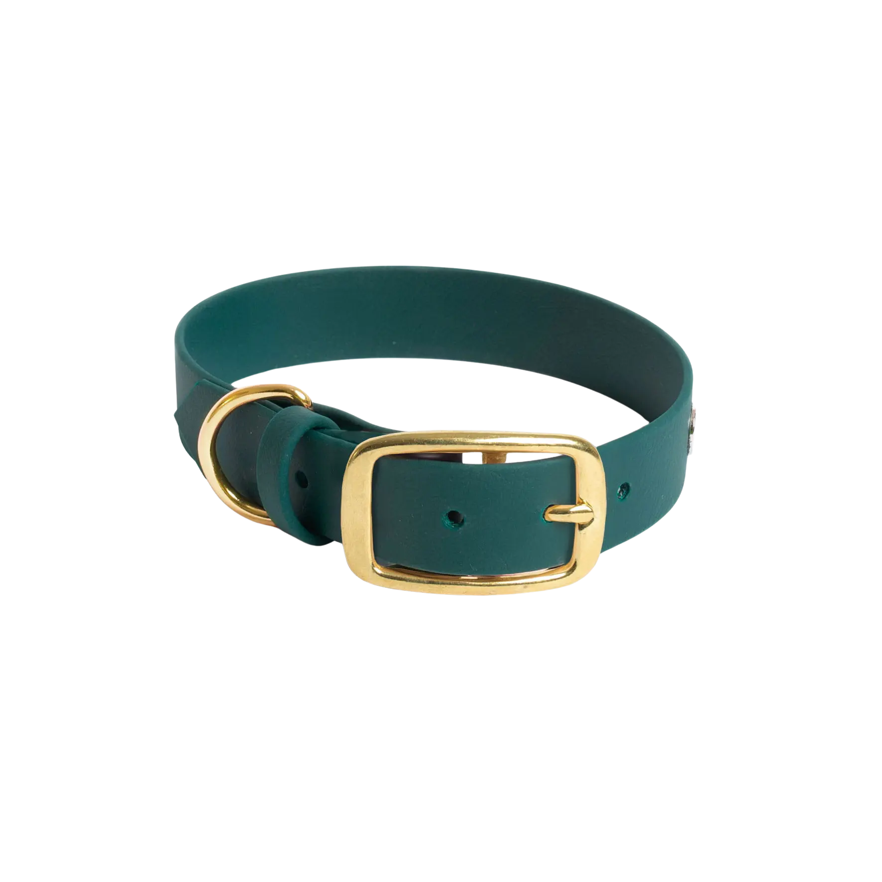 Obroża na sprzączkę dla psa, butelkowa zieleń / born to be wild... DOG BURA