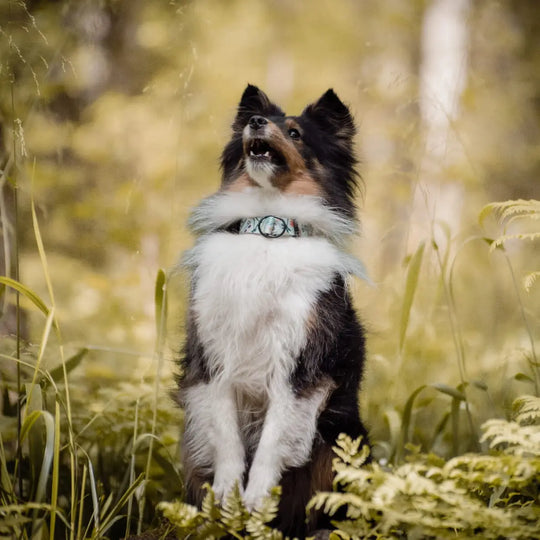 Obroża półzaciskowa Psialifornia psistań