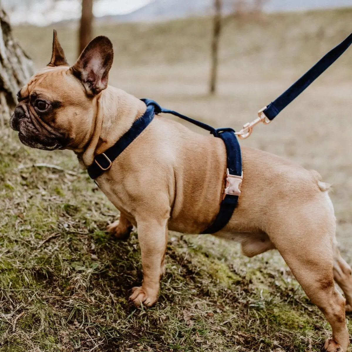 Szelki dla psa GUARD białe DOGIDIGI