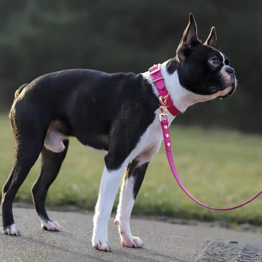 Obroża na sprzączkę BioThane Magenta Pink Co Collar