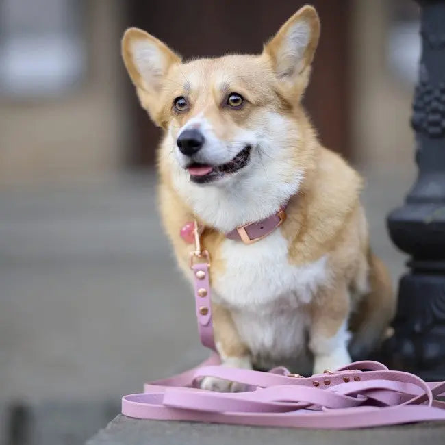 Smycz HEXA Lavender Violet Co Collar