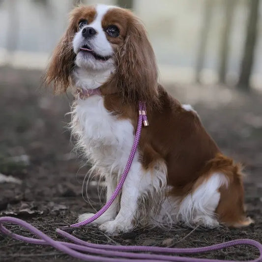 Smycz miejska linowa Lavender Violet Co collar