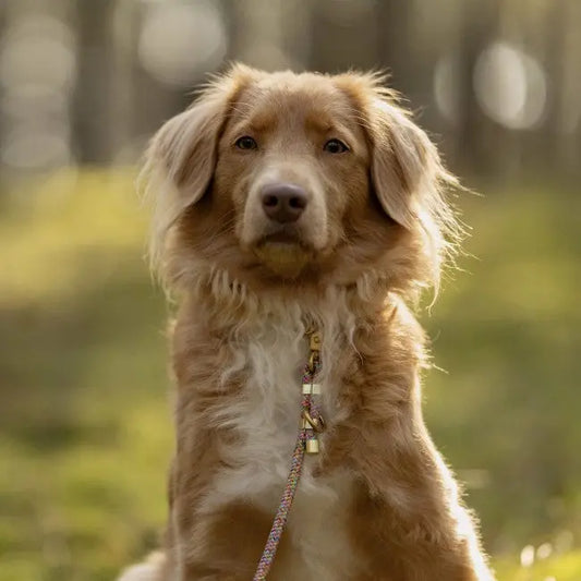 Smycz przepinana linowa Rainbow Power Co collar