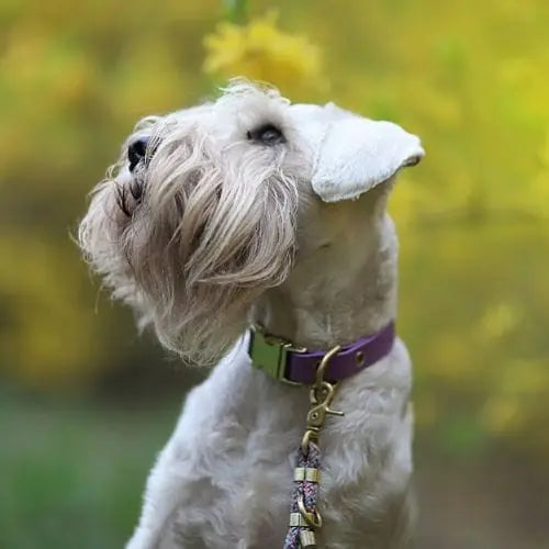 Obroża na klamrę BioThane Lilac Purple Co Collar