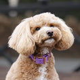 Załaduj obraz do przeglądarki galerii, Obroża na sprzączkę BioThane Lilac Purple Co Collar
