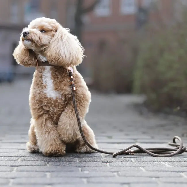 Smycz miejska linowa Chocolate Brown Co collar