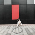 Załaduj obraz do przeglądarki galerii, Smycz dla psa wodoodporna BLACK&WHITE DOGIDIGI

