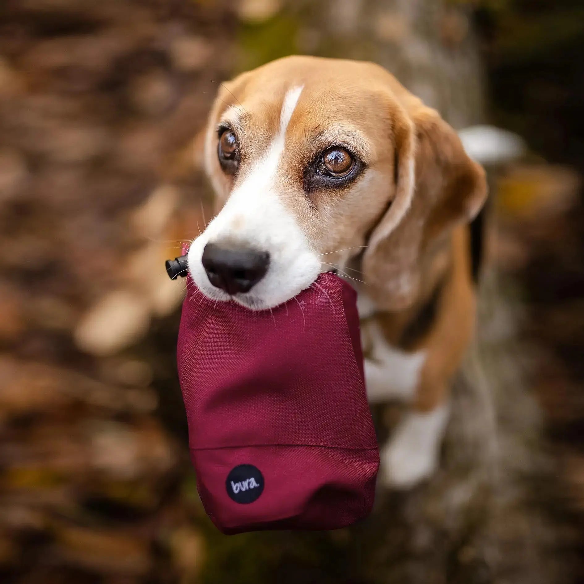 Saszetka na smaczki HAU... hot in here / bordo BURA