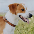 Załaduj obraz do przeglądarki galerii, Obroża dla psa MONACO orzechowa Bowl & Bone
