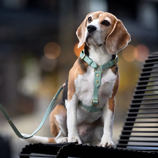 Szelki guard dla psa z Biothane (produkt personalizowany) BURA