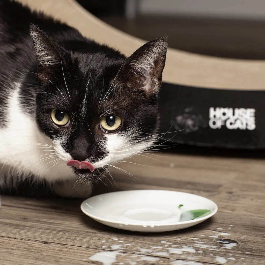 Drapak dla kota Elipso Black & White House of Cats