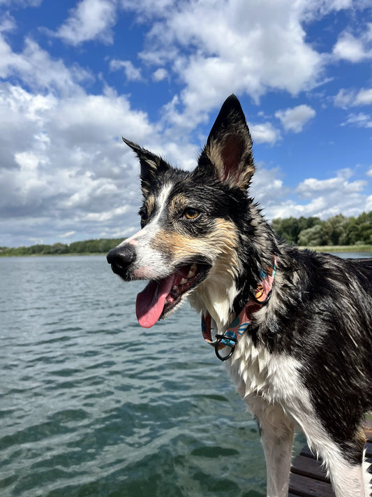 Obroża półzaciskowa Kapsidocja psistań