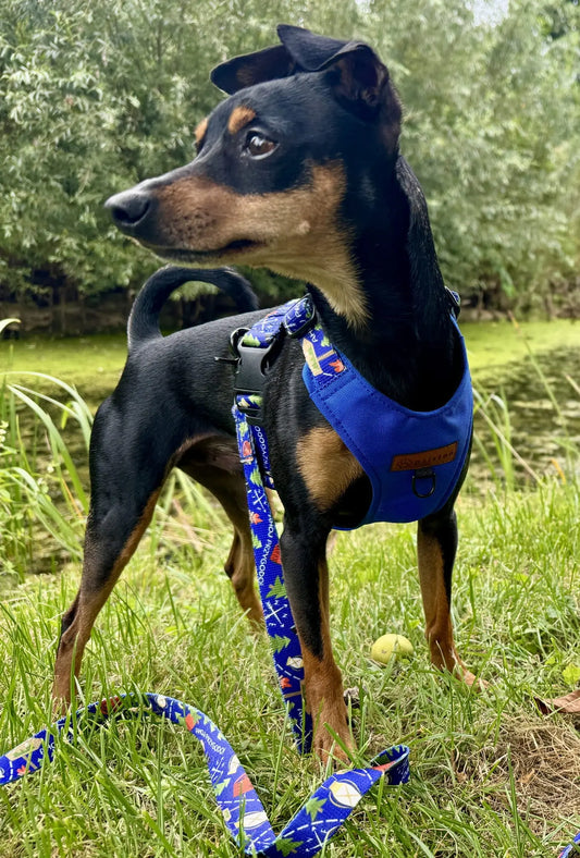 Szelki bezuciskowe Ahoj przygodo! psistań