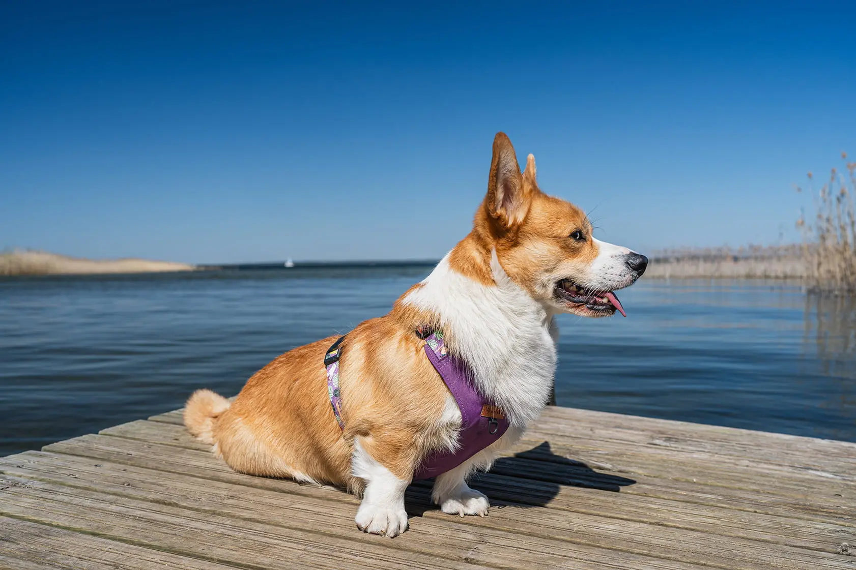 Szelki bezuciskowe Pieski na deski psistań