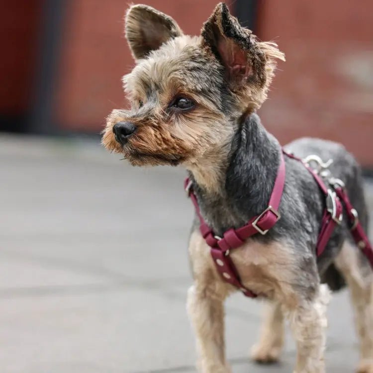 Szelki guard dla psa z Biothane (produkt personalizowany) BURA