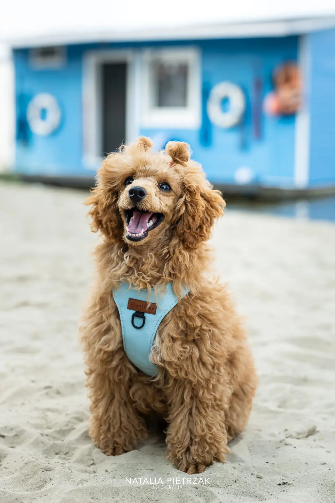 Szelki bezuciskowe Psialifornia psistań
