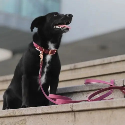 Obroża na sprzączkę BioThane Wine Red Co Collar