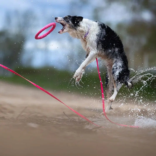 Linka treningowa dla psa z taśmy HEXA, neonowy róż BURA