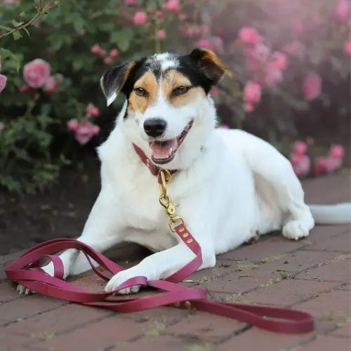 Smycz BioThane Wine Red Co Collar