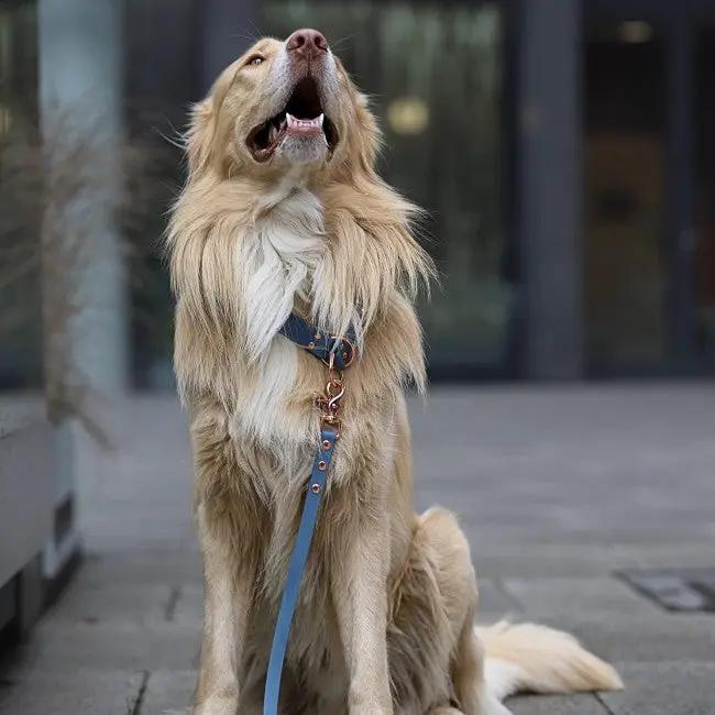 Smycz BioThane Pigeon Blue Co Collar