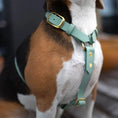 Załaduj obraz do przeglądarki galerii, Szelki guard dla psa z Biothane (produkt personalizowany) BURA

