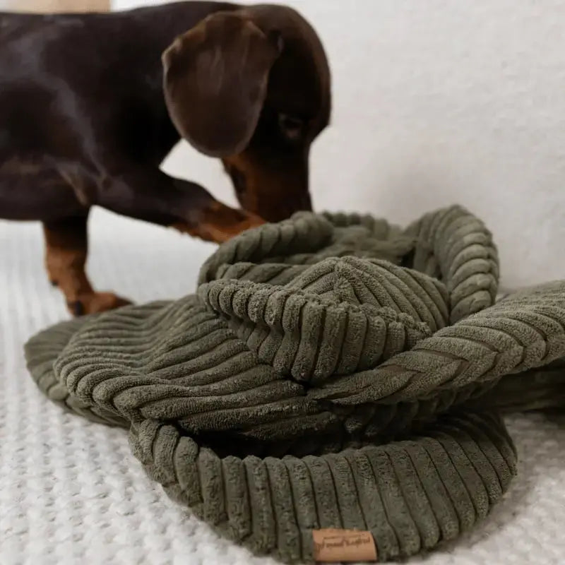 Zabawka węchowa Kapusta psykryj mnie