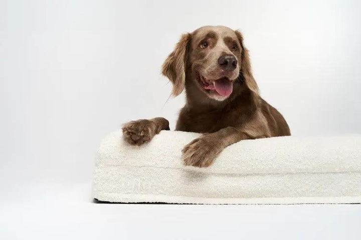 Legowisko ortopedyczne premium boucle LARGE ELIO