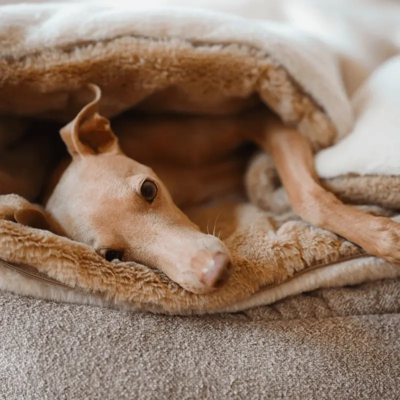 Śpiworek – koc dla psa Psykryjek psykryj mnie