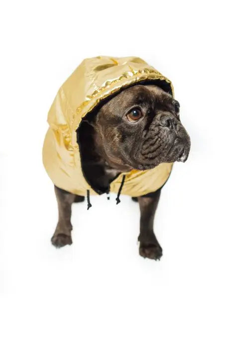 Kurtka zimowa dla psa GOLDENEYE hand made DOGIDIGI