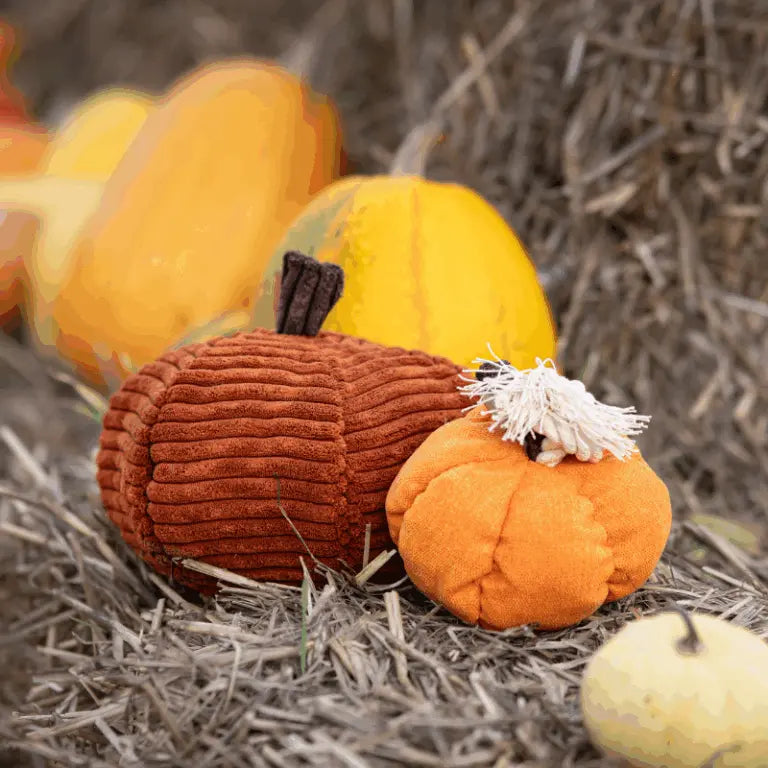 Zabawka węchowa Dynia psykryj mnie