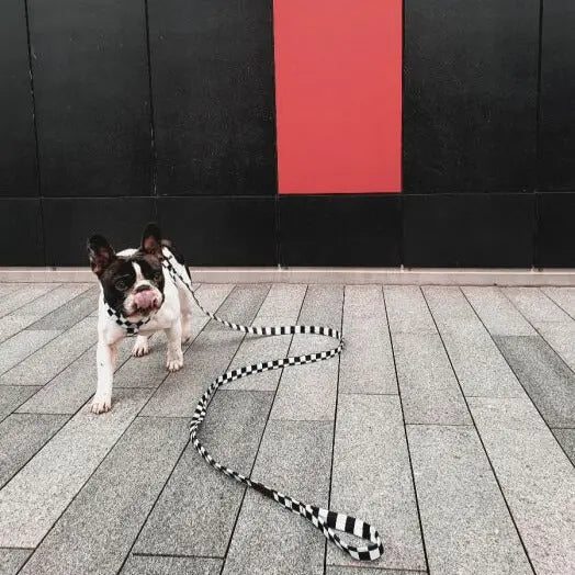 Smycz dla psa wodoodporna BLACK&WHITE DOGIDIGI