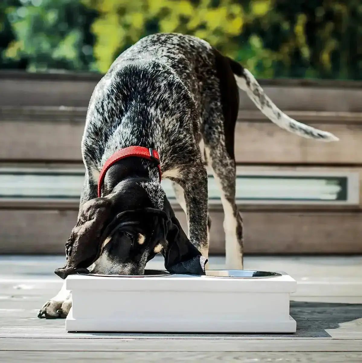 Miska dla psa GRANDE biała Bowl & Bone