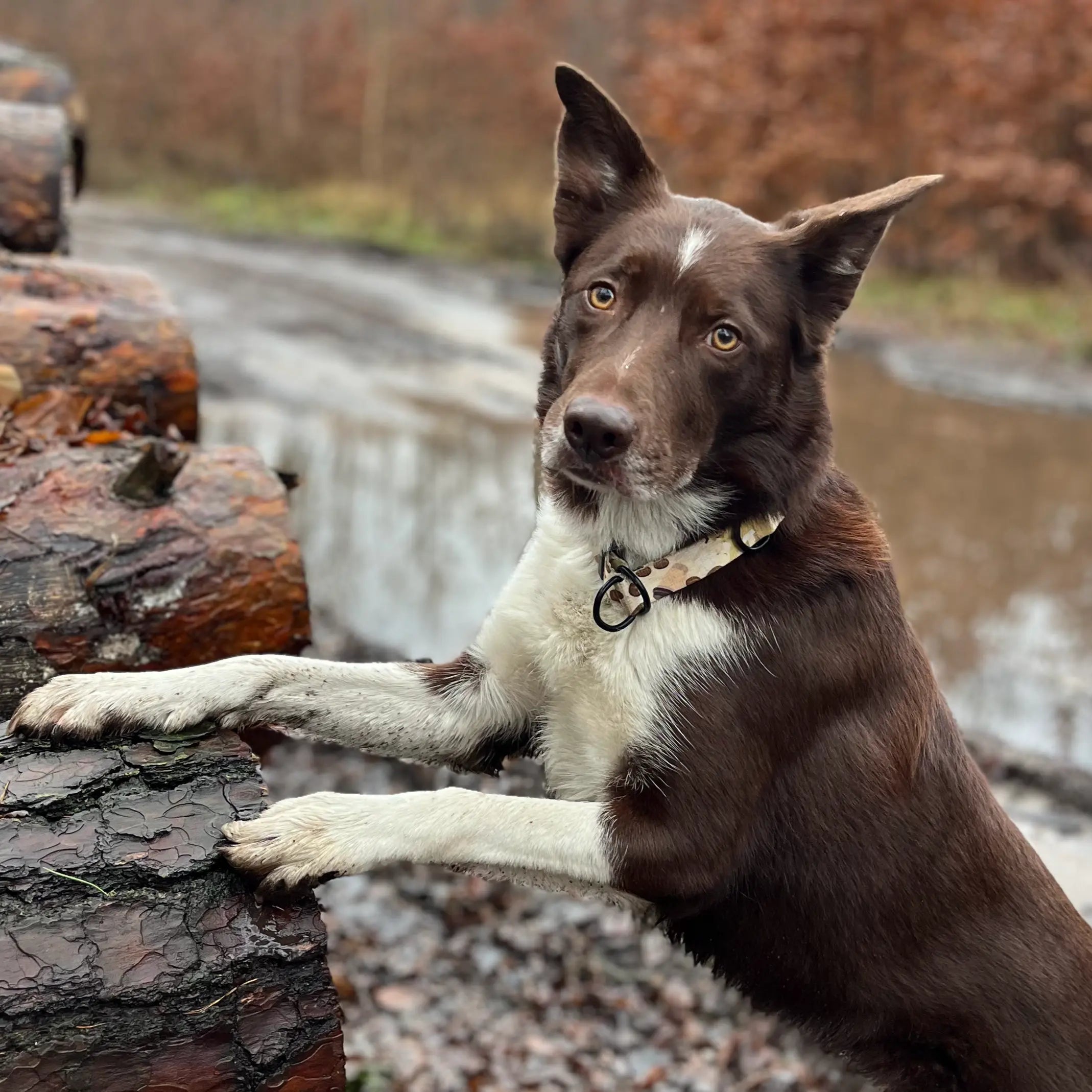 Obroża półzaciskowa Puppycino psistań