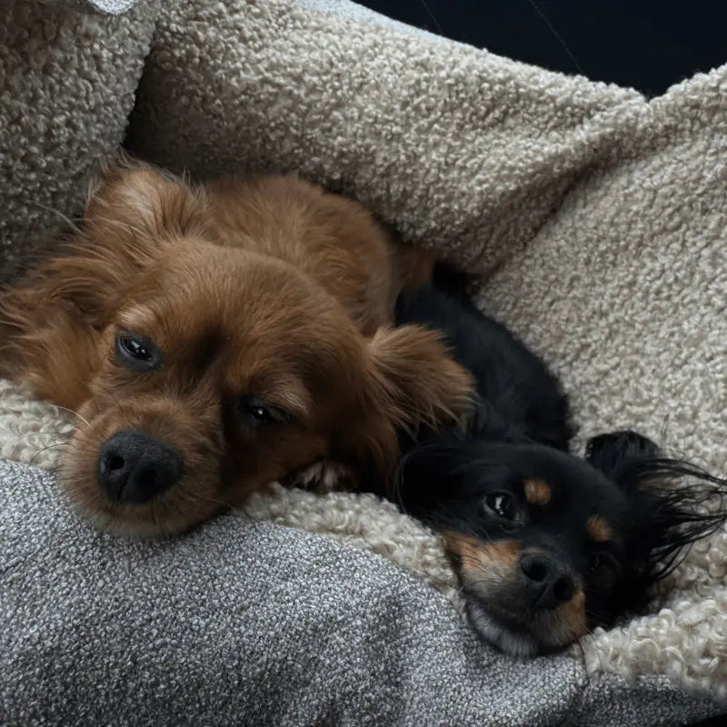 Fotelik do auta z funkcją torby i legowiska baranek Beza psykryj mnie