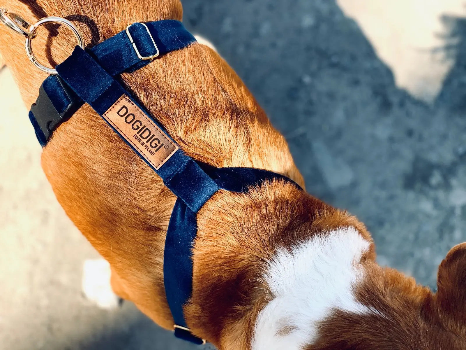 Szelki dla psa GUARD białe DOGIDIGI