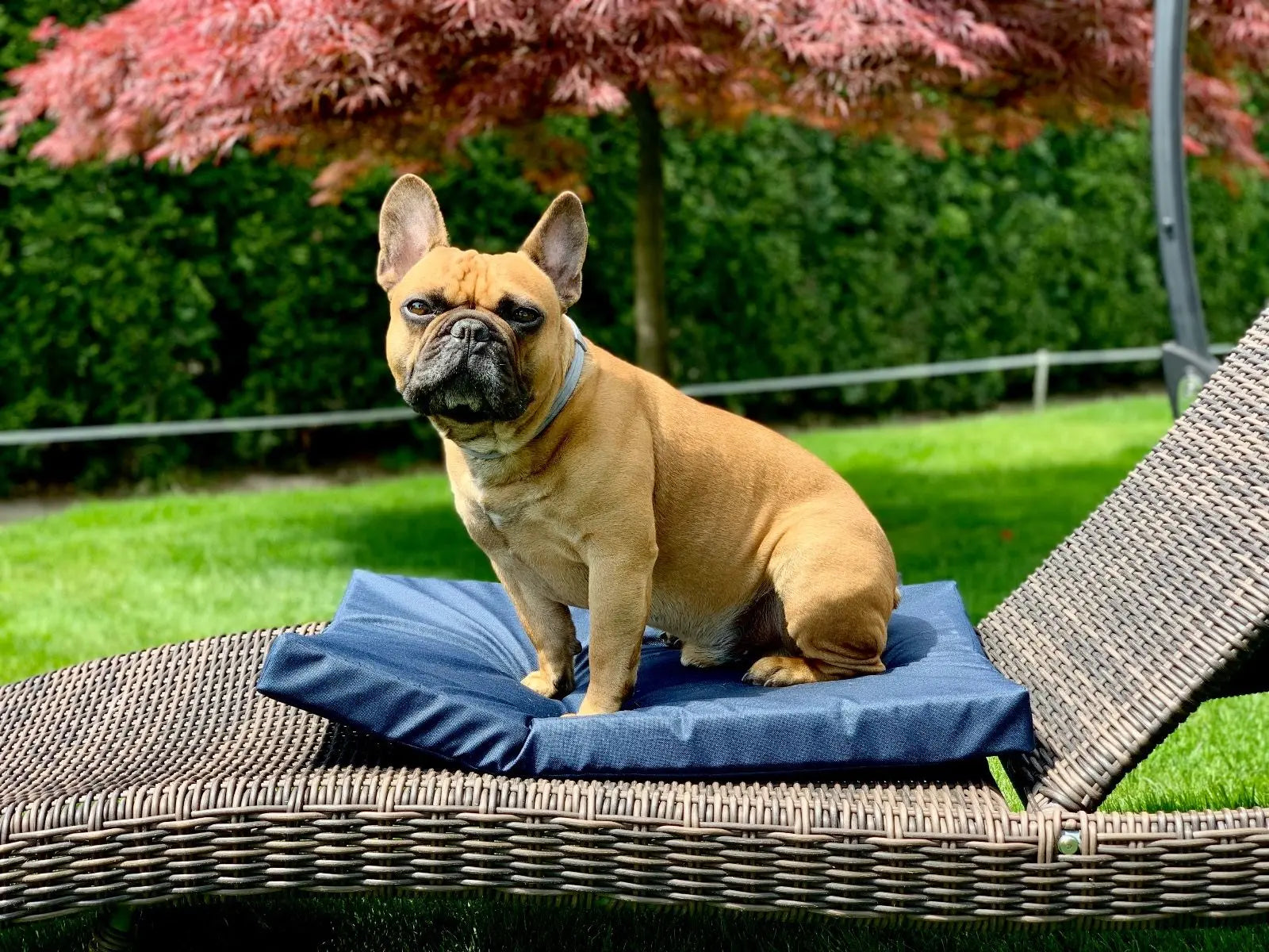 Wodoodporna mata ogrodowa dla psa granatowa DOGIDIGI