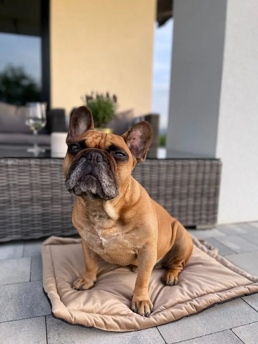 Mata dla psa TRAVEL beż DOGIDIGI