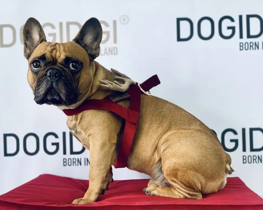 Szelki dla psa Rudolf czerwononosy Renifer DOGIDIGI