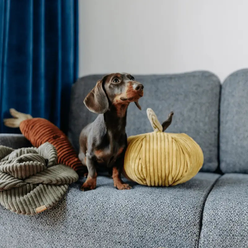 Zabawka węchowa Jabłko psykryj mnie