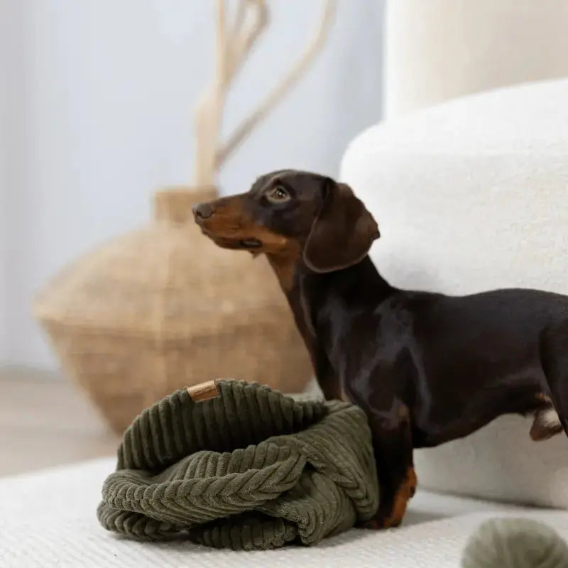 Zabawka węchowa Kapusta psykryj mnie