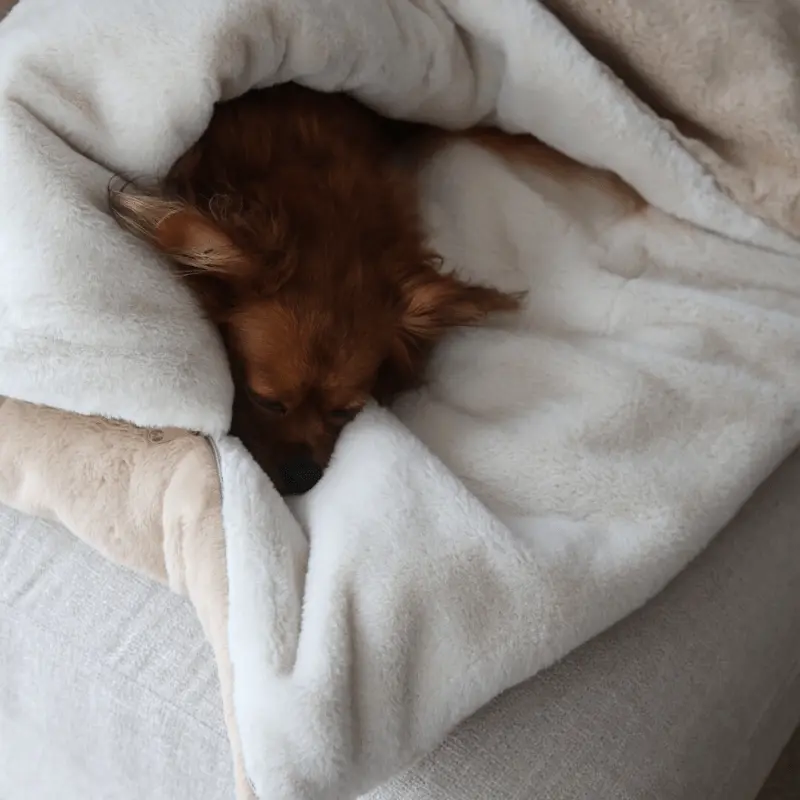 Śpiworek – koc dla psa Psykryjek psykryj mnie