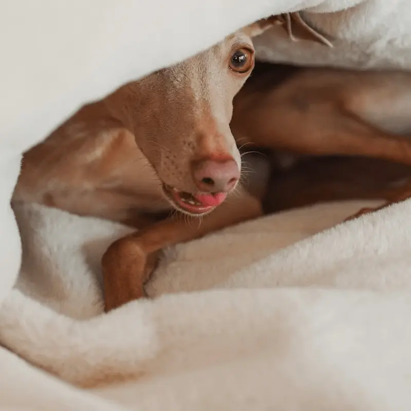 Śpiworek – koc dla psa Psykryjek psykryj mnie