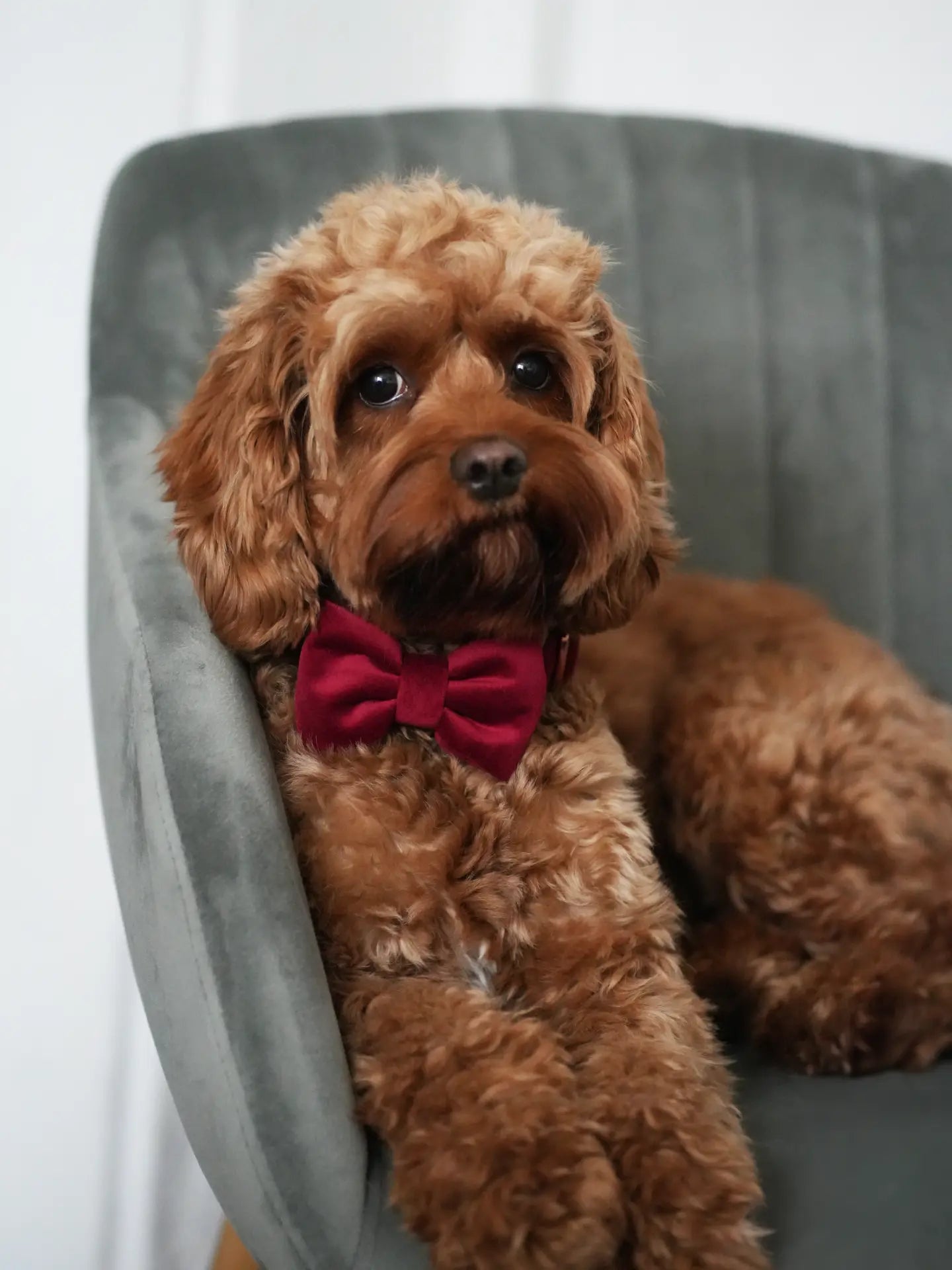 Kokarda bordo Psotnik