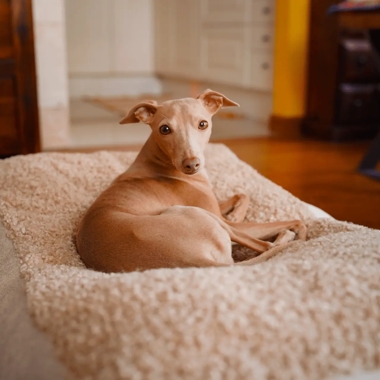 Legowisko Lika boucle PAW DESIGN