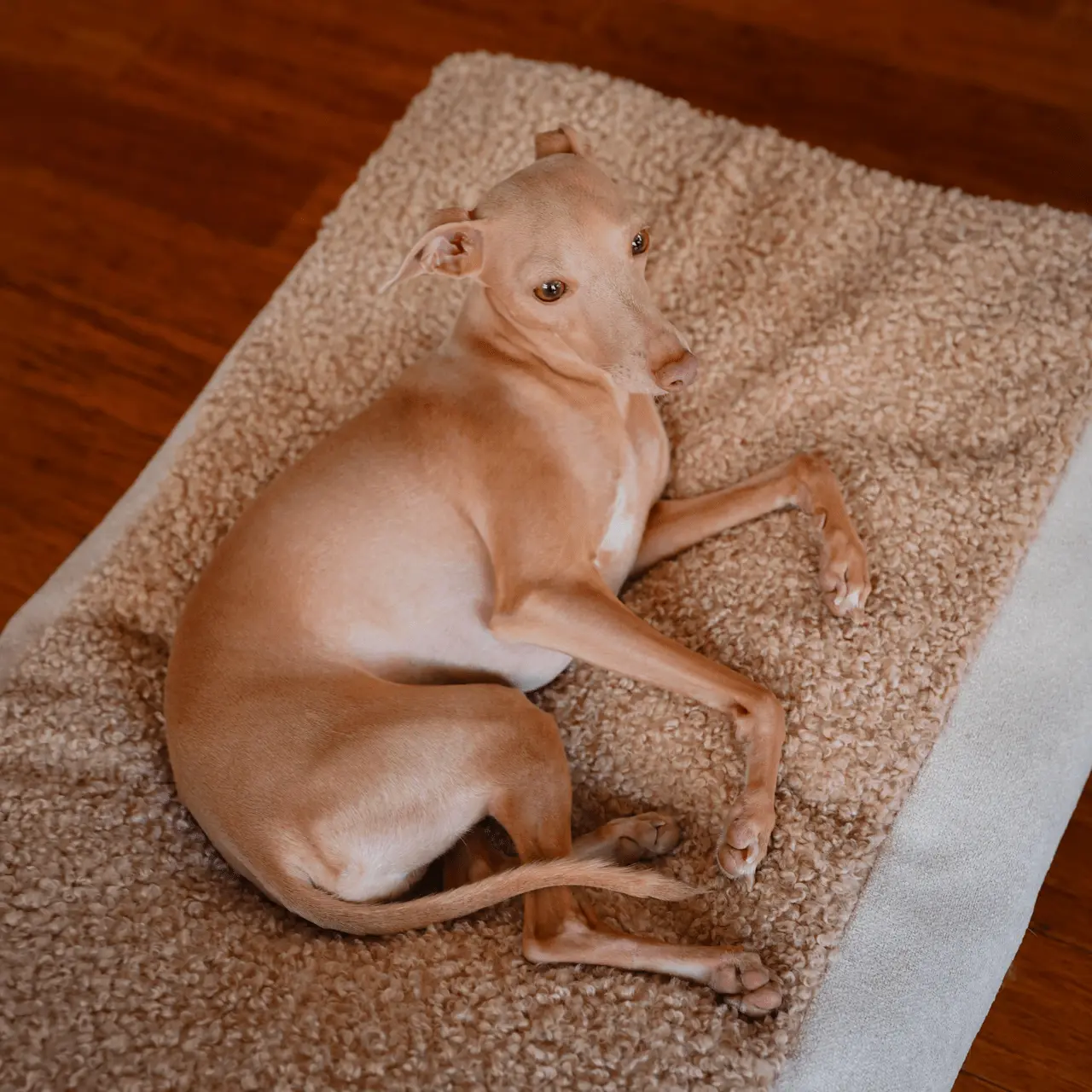 Legowisko Lika boucle PAW DESIGN