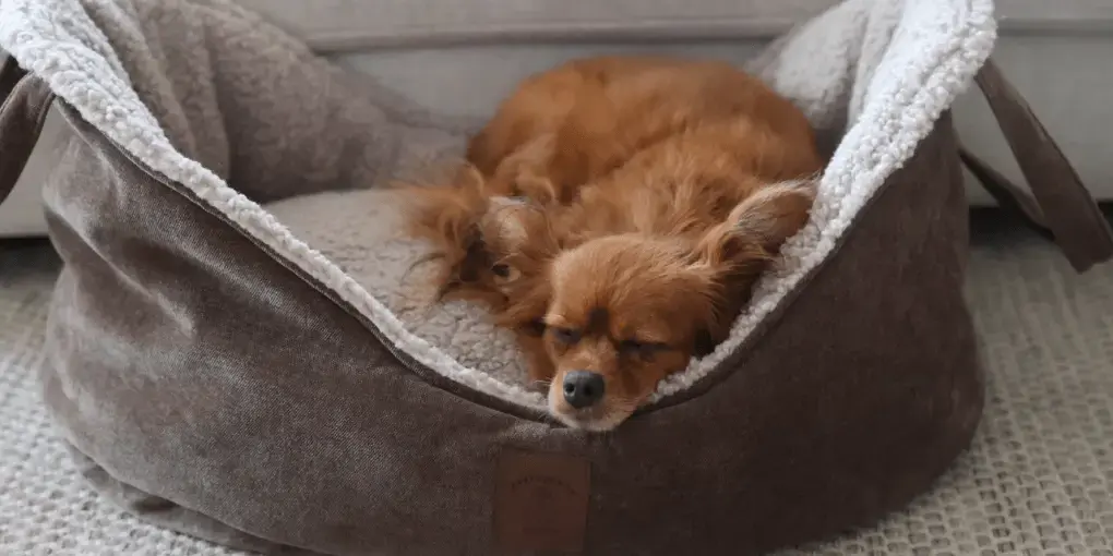 Legowisko Felka psykryj mnie