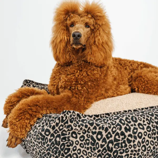 Legowisko Leo psykryj mnie