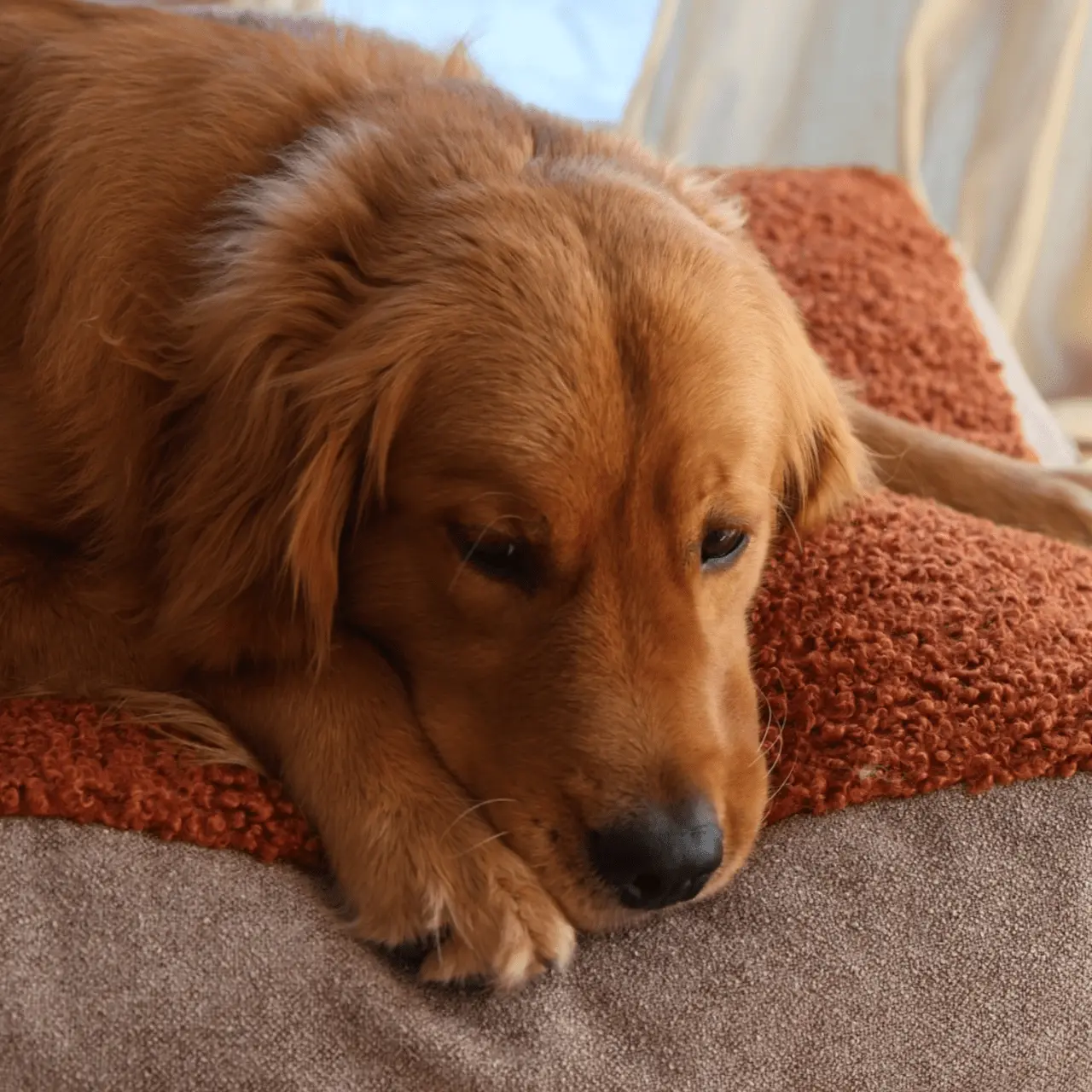 Legowisko Lika boucle PAW DESIGN